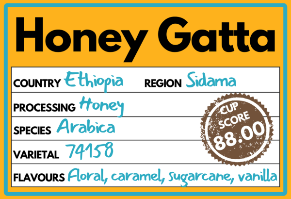 Honey Gatta